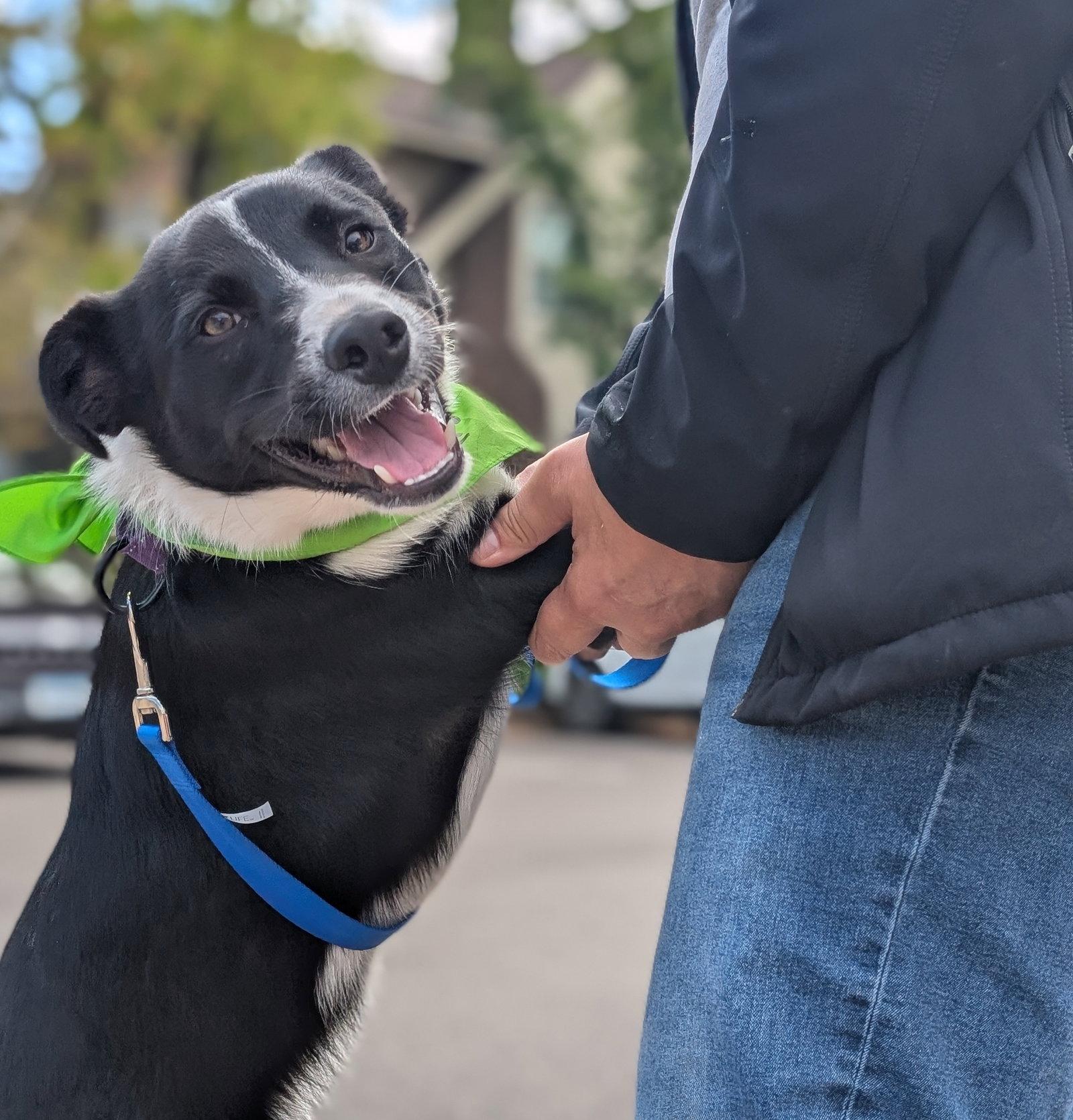 Enlarge Sir Skedaddleton, a Adoptable Collie in Brooklyn Center, MN image 3/3