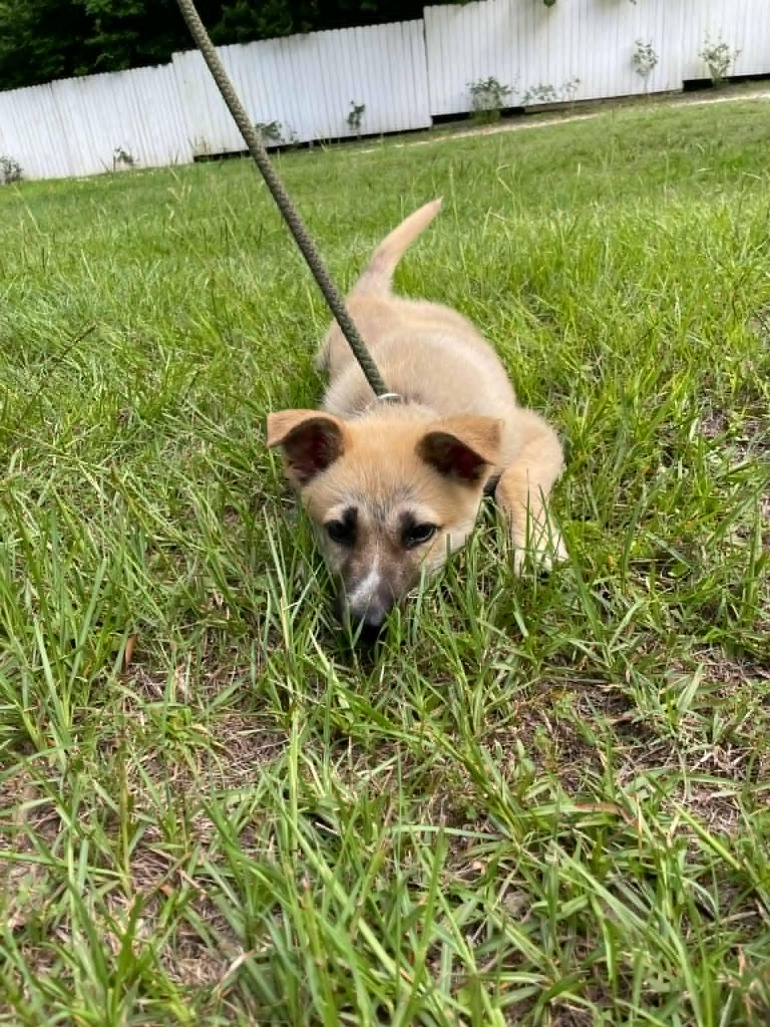 Fawn, a Adopted Shepherd in Palm Harbor, FL image 1/3