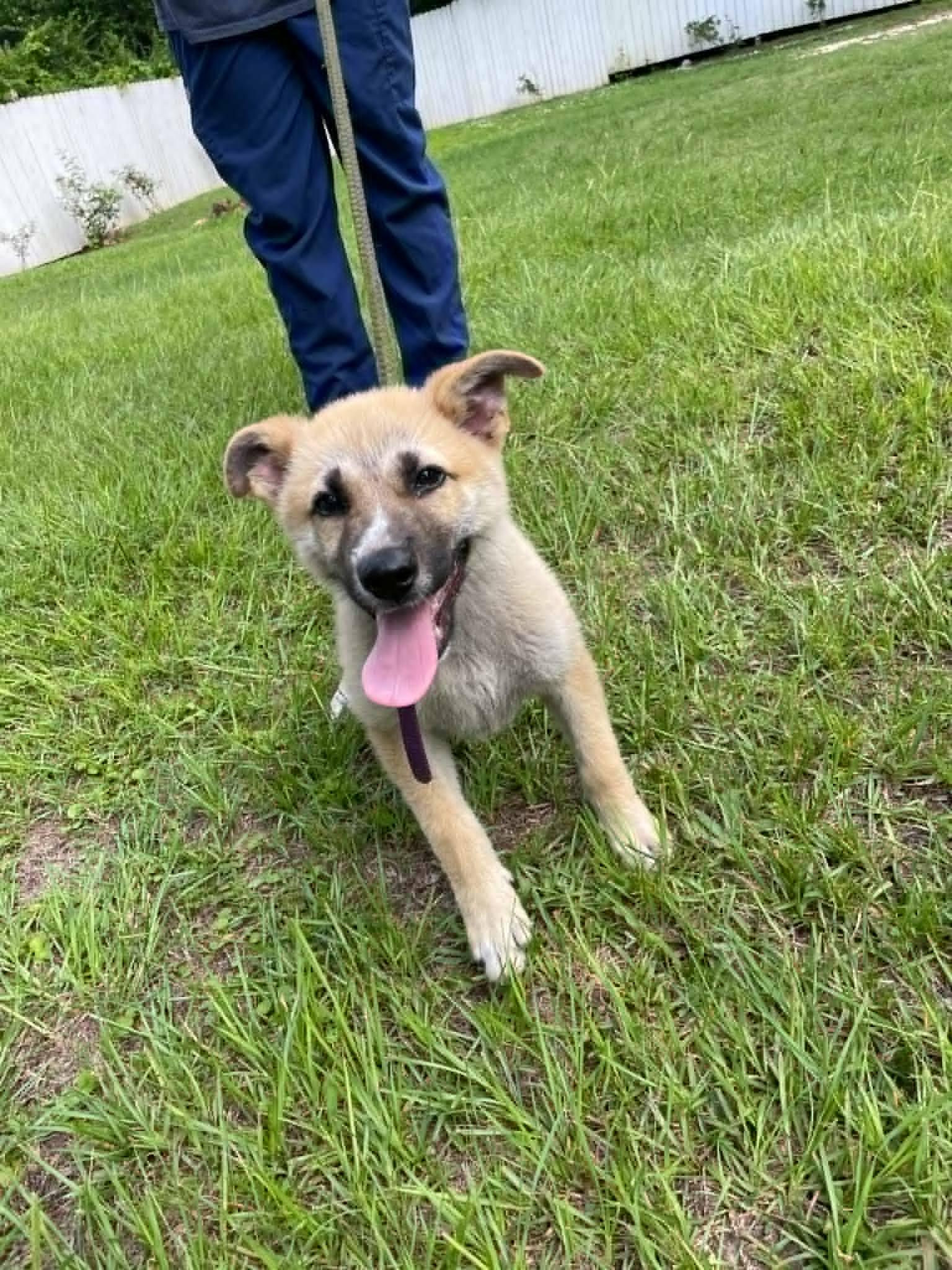 Fawn, a Adopted Shepherd in Palm Harbor, FL image 3/3