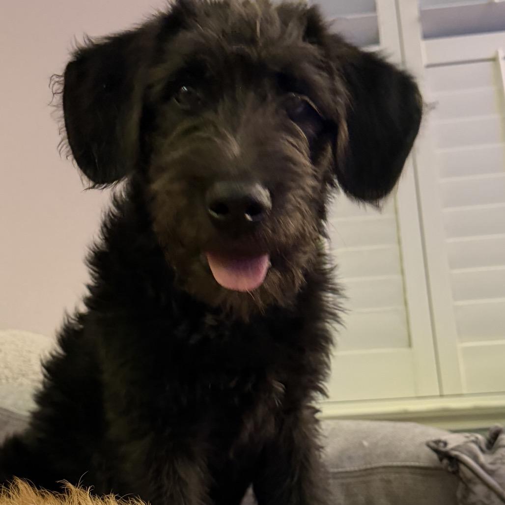 Piker, Adoptable, Puppy Male Giant Schnauzer.