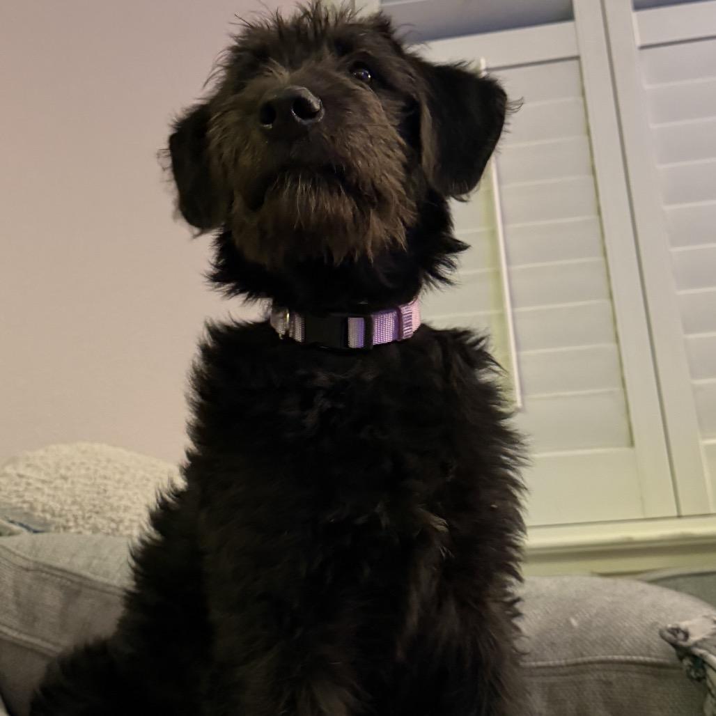 Enlarge Piker, a Adoptable Giant Schnauzer in Oakland, CA image 3/6