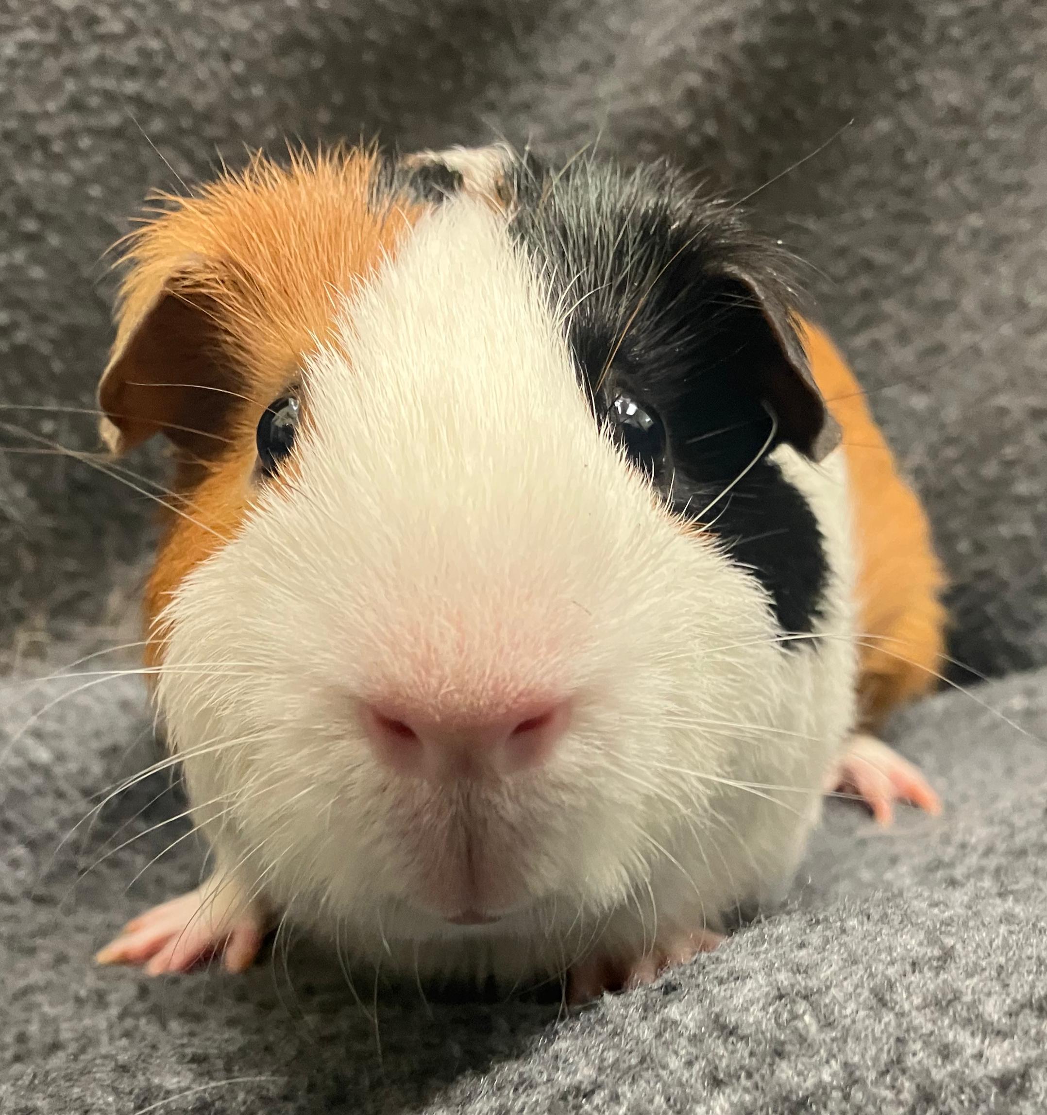 Enlarge Fielder, an adoptable Guinea Pig in Oshkosh, WI image 2/3