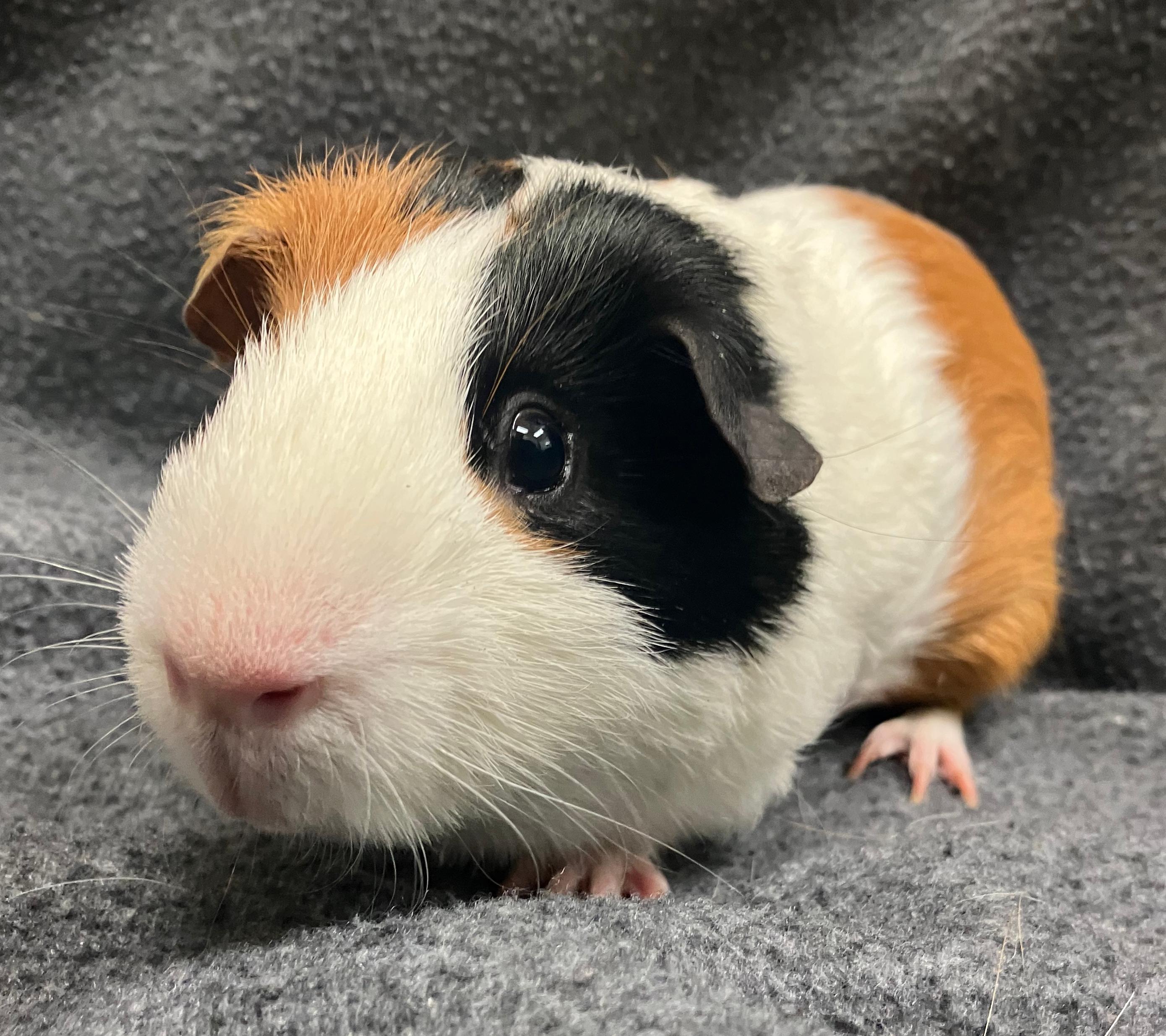Enlarge Fielder, an adoptable Guinea Pig in Oshkosh, WI image 1/3
