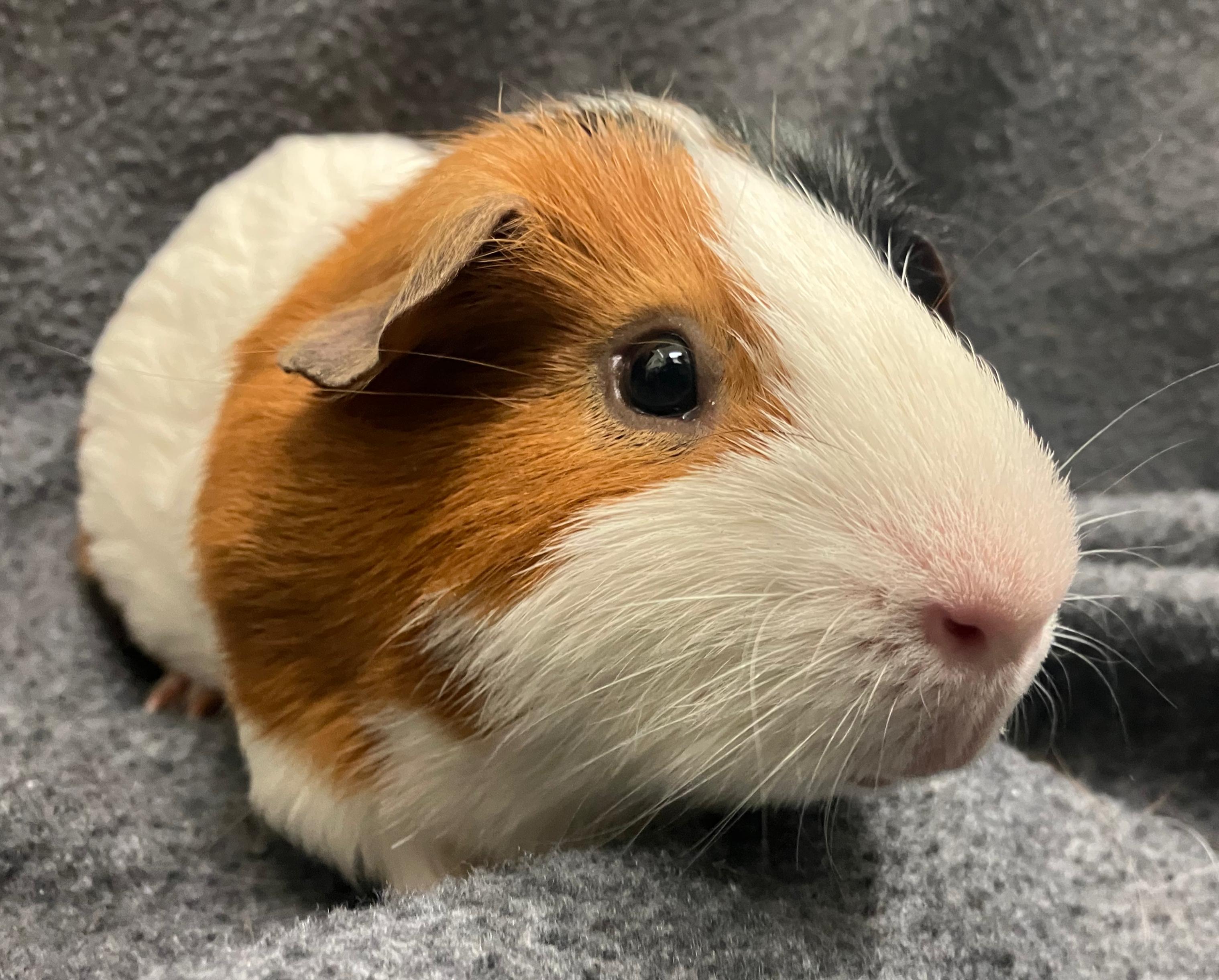 Enlarge Fielder, an adoptable Guinea Pig in Oshkosh, WI image 3/3