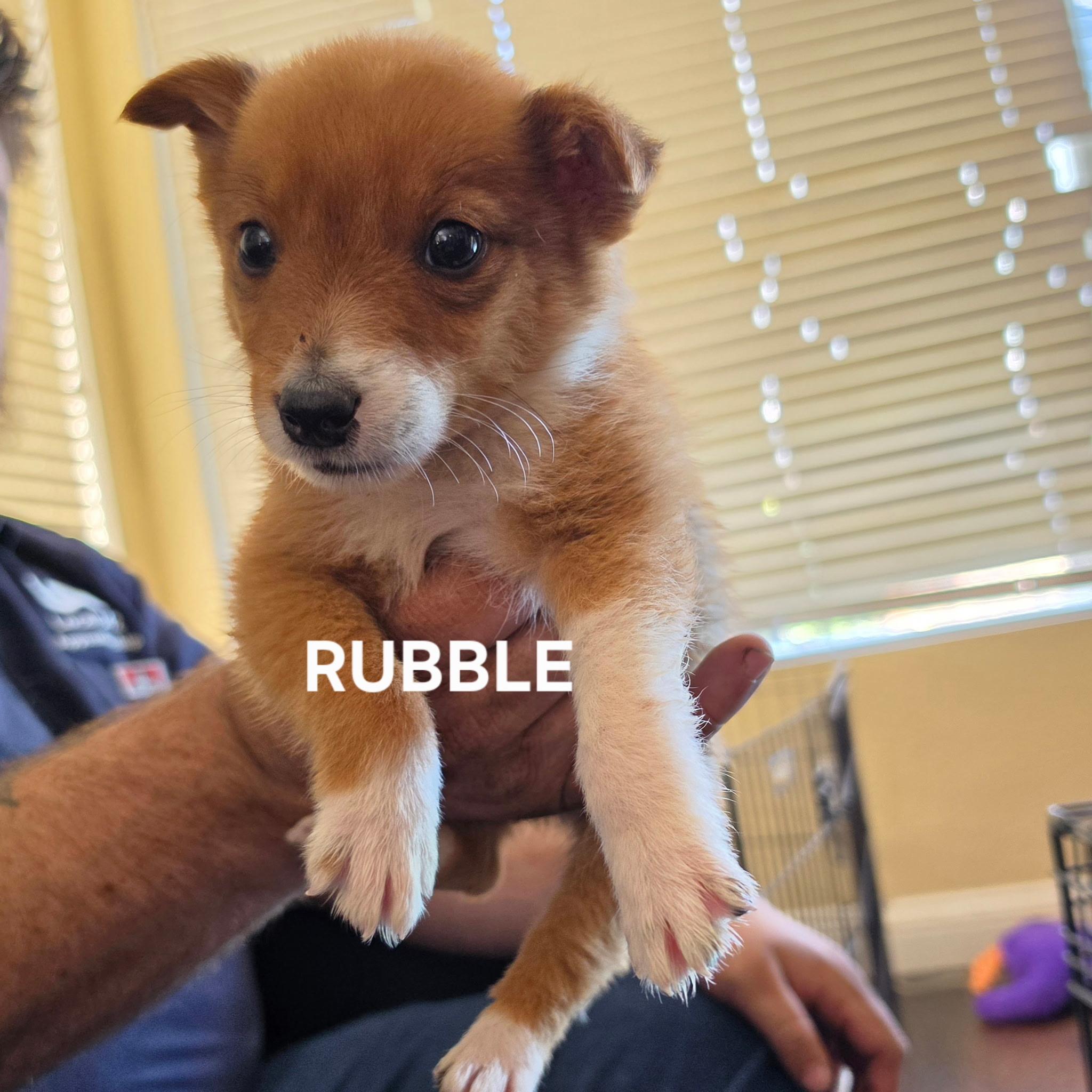 Enlarge Rubble, a ADOPTABLE mixed breed in Brentwood, CA image 1/1