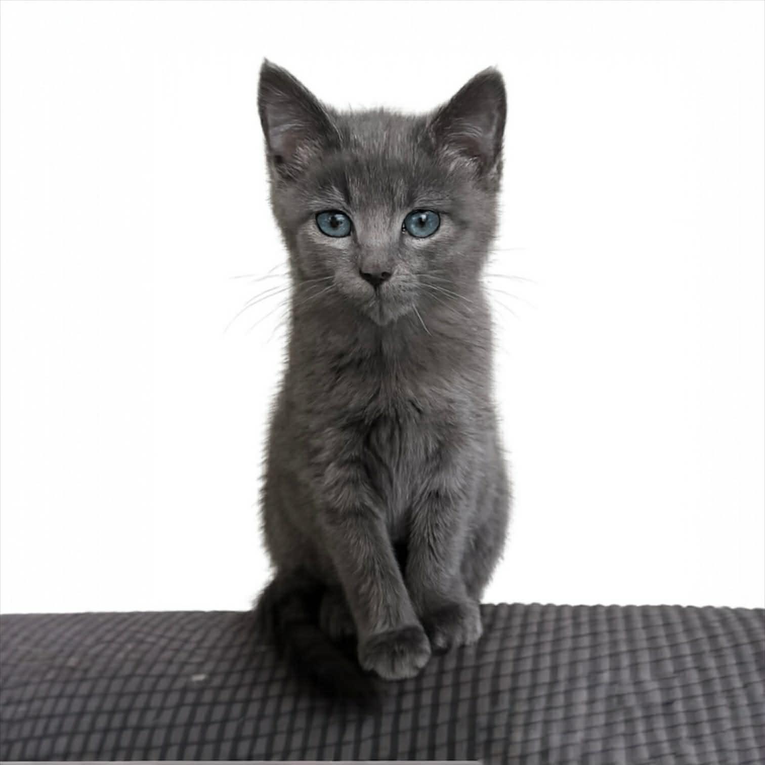 Duke, adopted, Kitten Male Domestic Short Hair.
