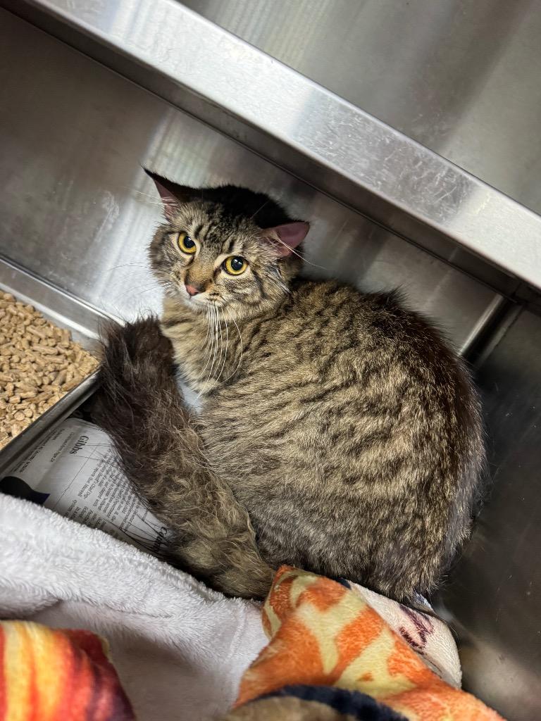 Little Man, Adoptable, Young Male Domestic Medium Hair.