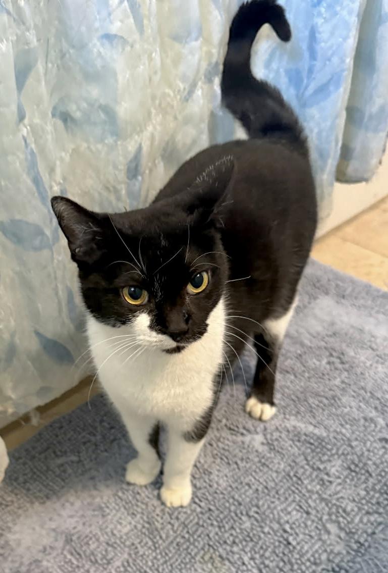 Enlarge Keiko (a girl w/ heart-winning smile), a Adoptable mixed breed in Houston, TX image 3/4