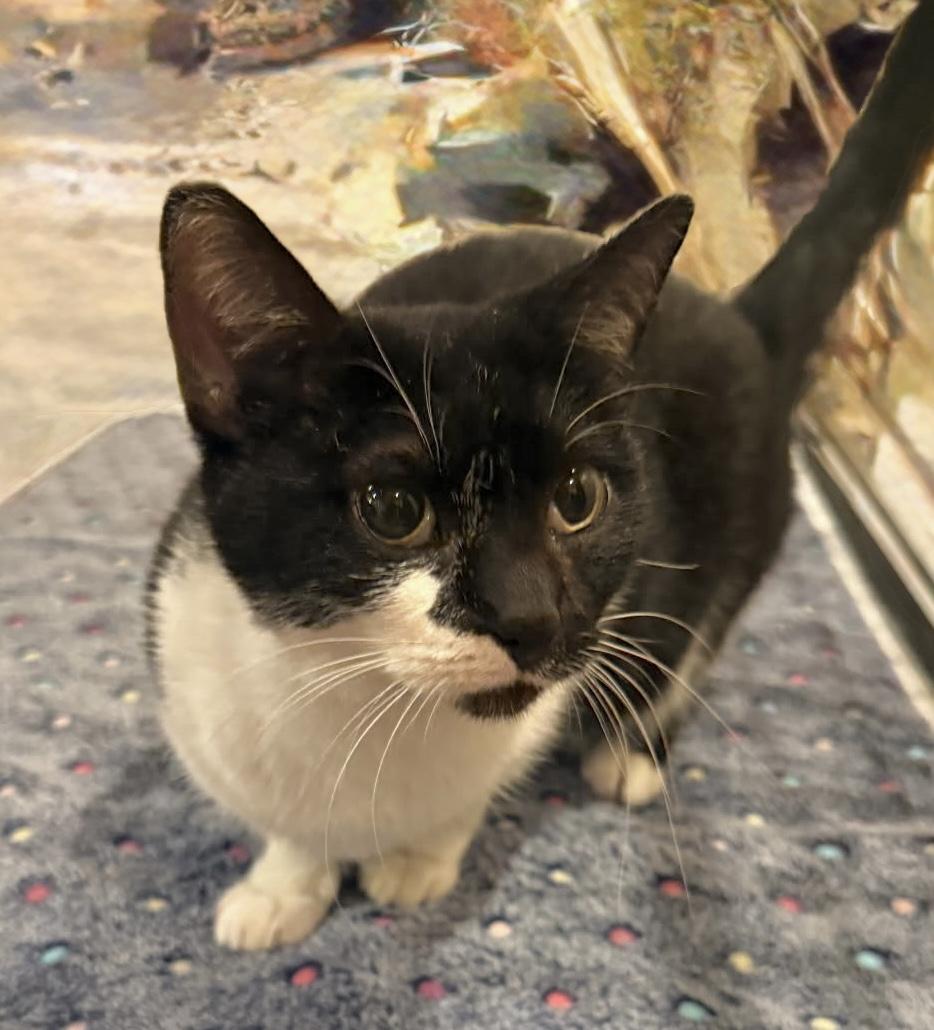 Enlarge Keiko (a girl w/ heart-winning smile), a Adoptable mixed breed in Houston, TX image 4/4