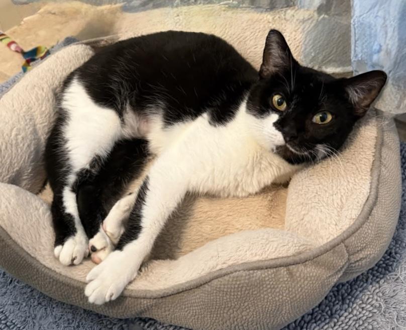 Keiko (a girl w/ heart-winning smile), Adoptable, Young Female Domestic Short Hair & Tuxedo.