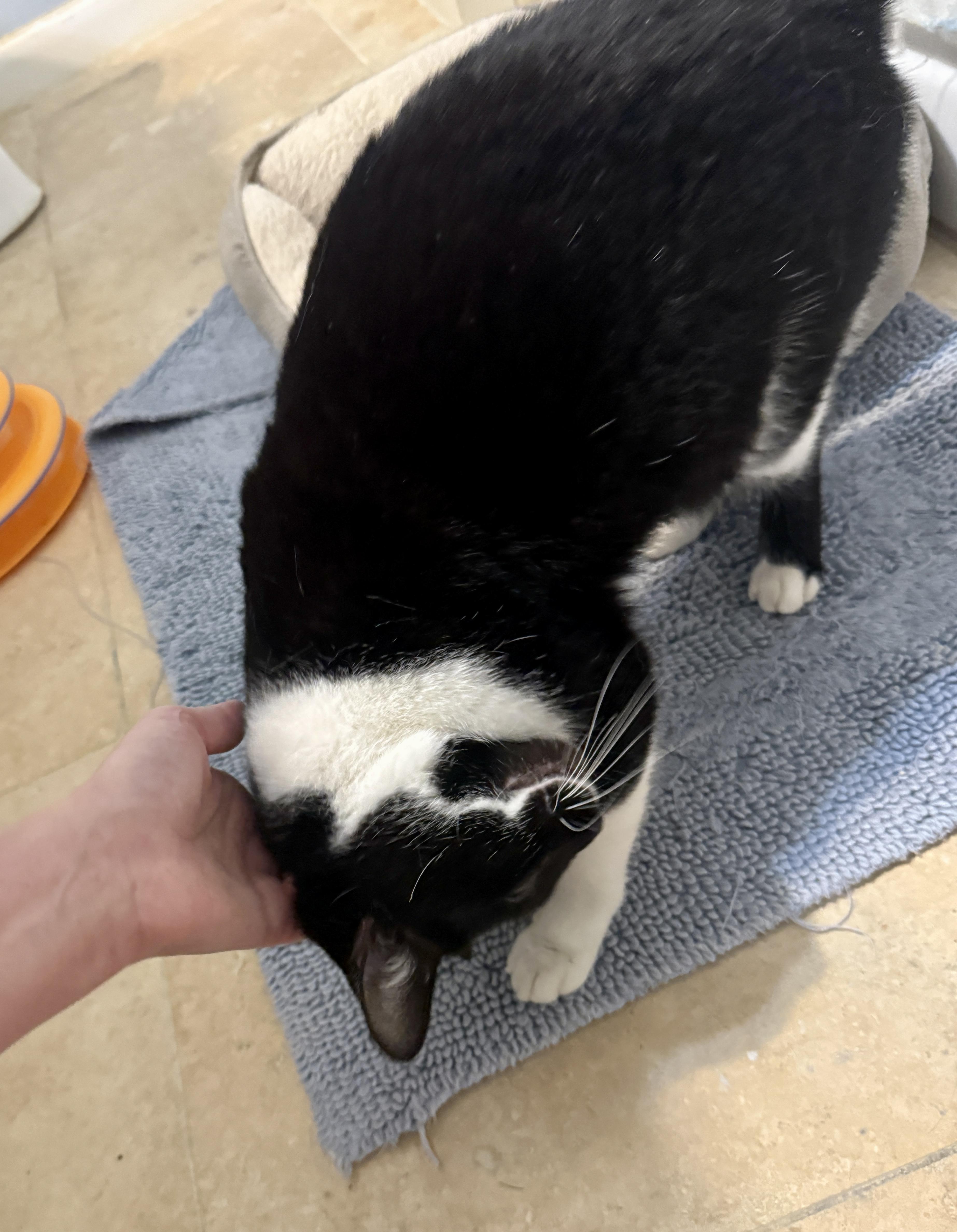 Enlarge Keiko (voted best smile), a Adoptable mixed breed in Houston, TX image 2/5