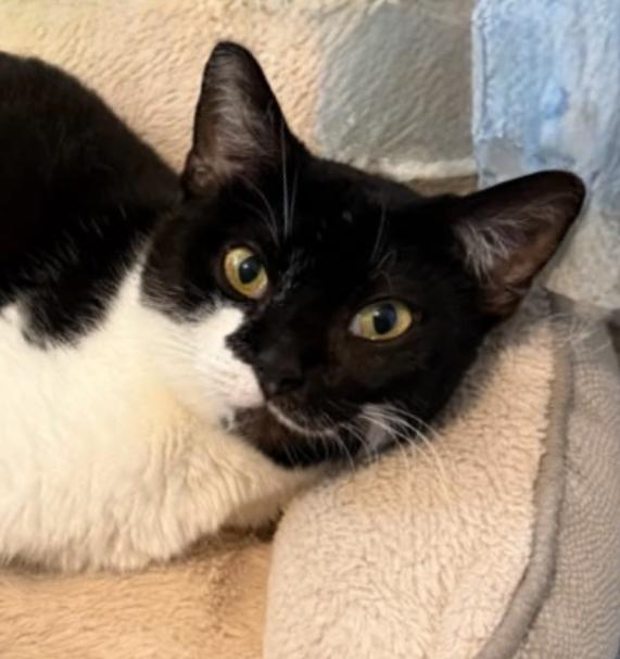 Enlarge Keiko (a girl w/ heart-winning smile), a Adoptable mixed breed in Houston, TX image 2/4