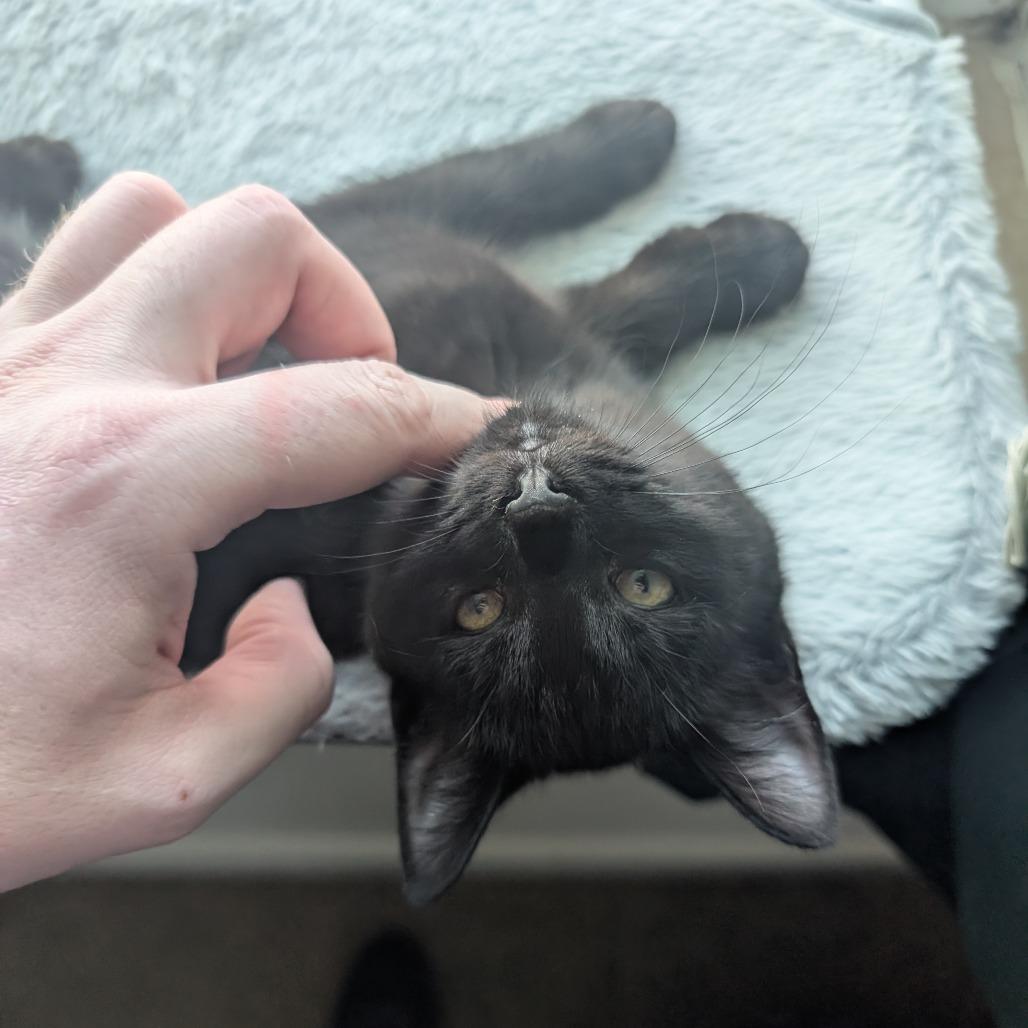 Mouse, Adoptable, Kitten Female Domestic Short Hair.