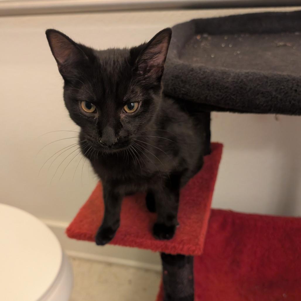 Mouse, a Adoptable Domestic Short Hair in Shelbyville, IN image 2/4