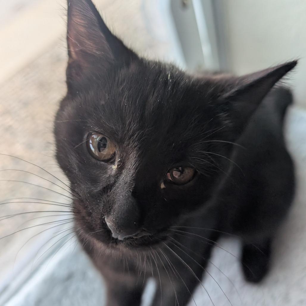 Mouse, a Adoptable Domestic Short Hair in Shelbyville, IN image 4/4