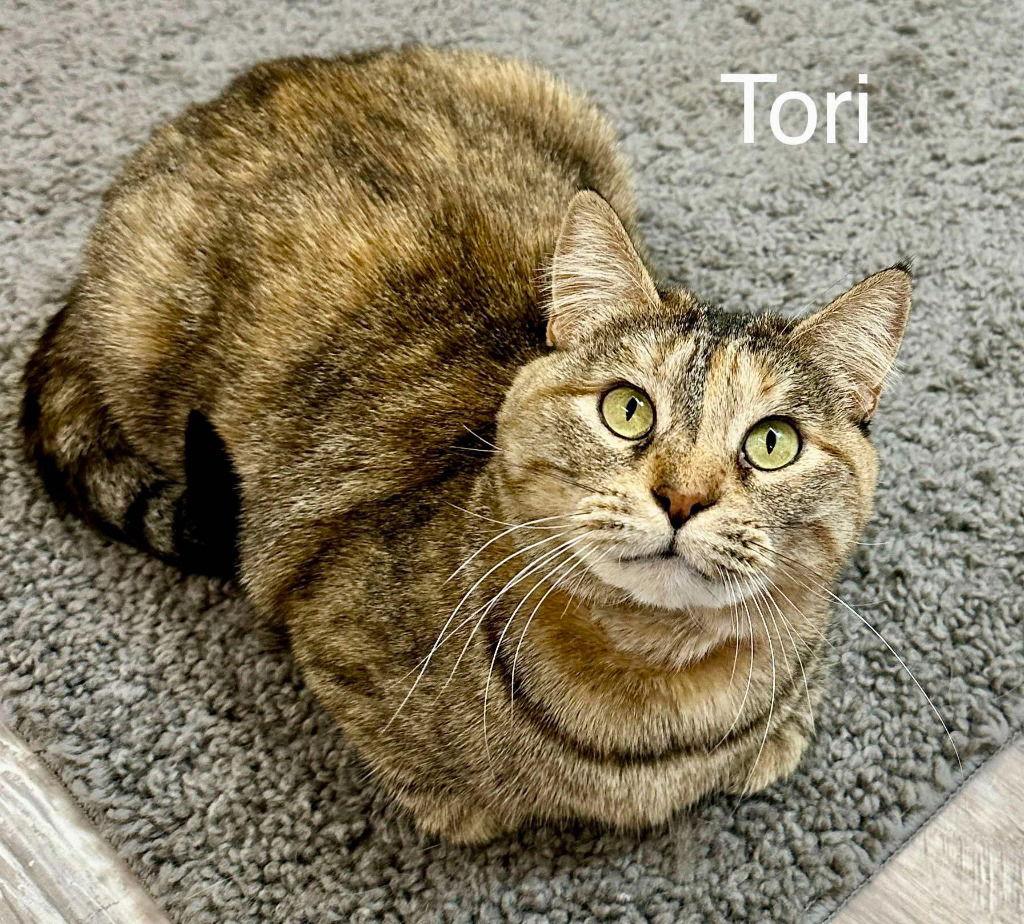 Tori, Adoptable, Adult Female Tabby & Domestic Short Hair.