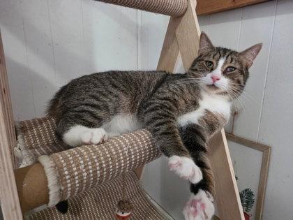 Kingsley, Adoptable, Adult Male Domestic Short Hair & Domestic Short Hair.