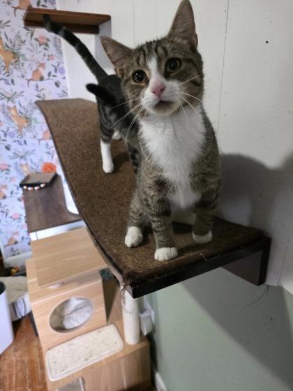 Kingsley, Adoptable, Adult Male Domestic Short Hair & Domestic Short Hair.