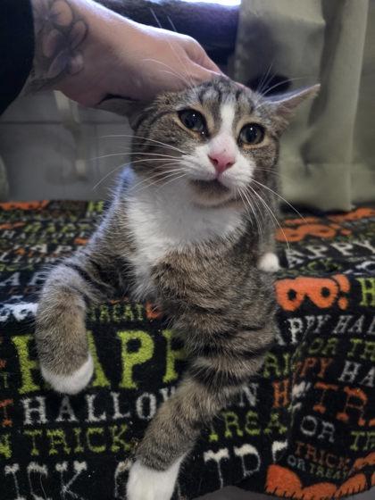 Kingsley, Adoptable, Adult Male Domestic Short Hair & Domestic Short Hair.