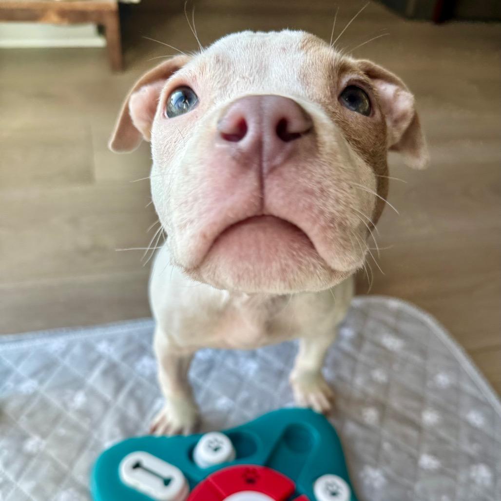 Enlarge Eve, a Adoptable mixed breed in Northville, MI image 1/6