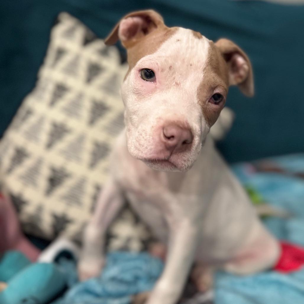 Enlarge Eve, a Adoptable mixed breed in Northville, MI image 3/6