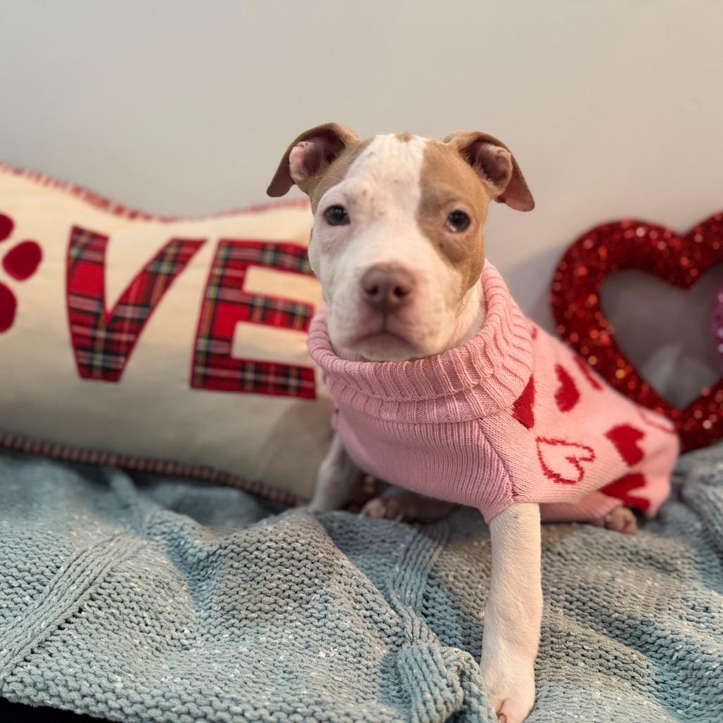 Enlarge Eve, a Adoptable mixed breed in Northville, MI image 4/6