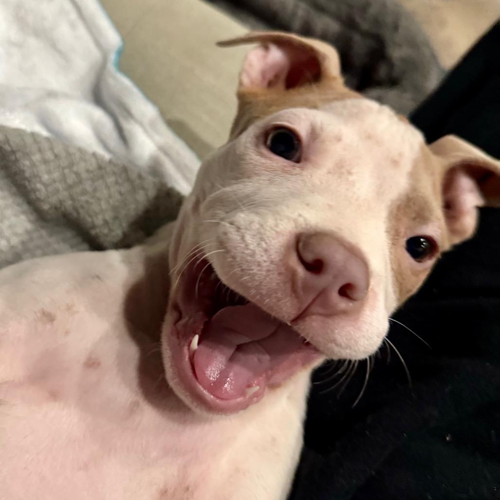 Enlarge Eve, a Adoptable mixed breed in Northville, MI image 5/6