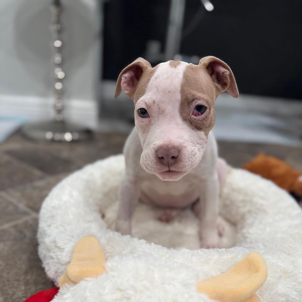 Enlarge Eve, a Adoptable mixed breed in Northville, MI image 6/6