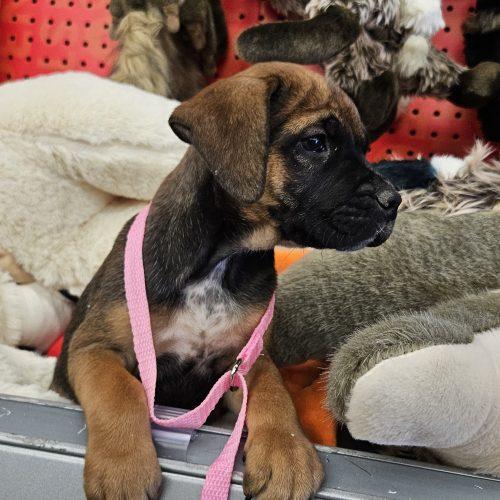 Enlarge Bree, a Adoptable mixed breed in Kirksville, MO image 4/4