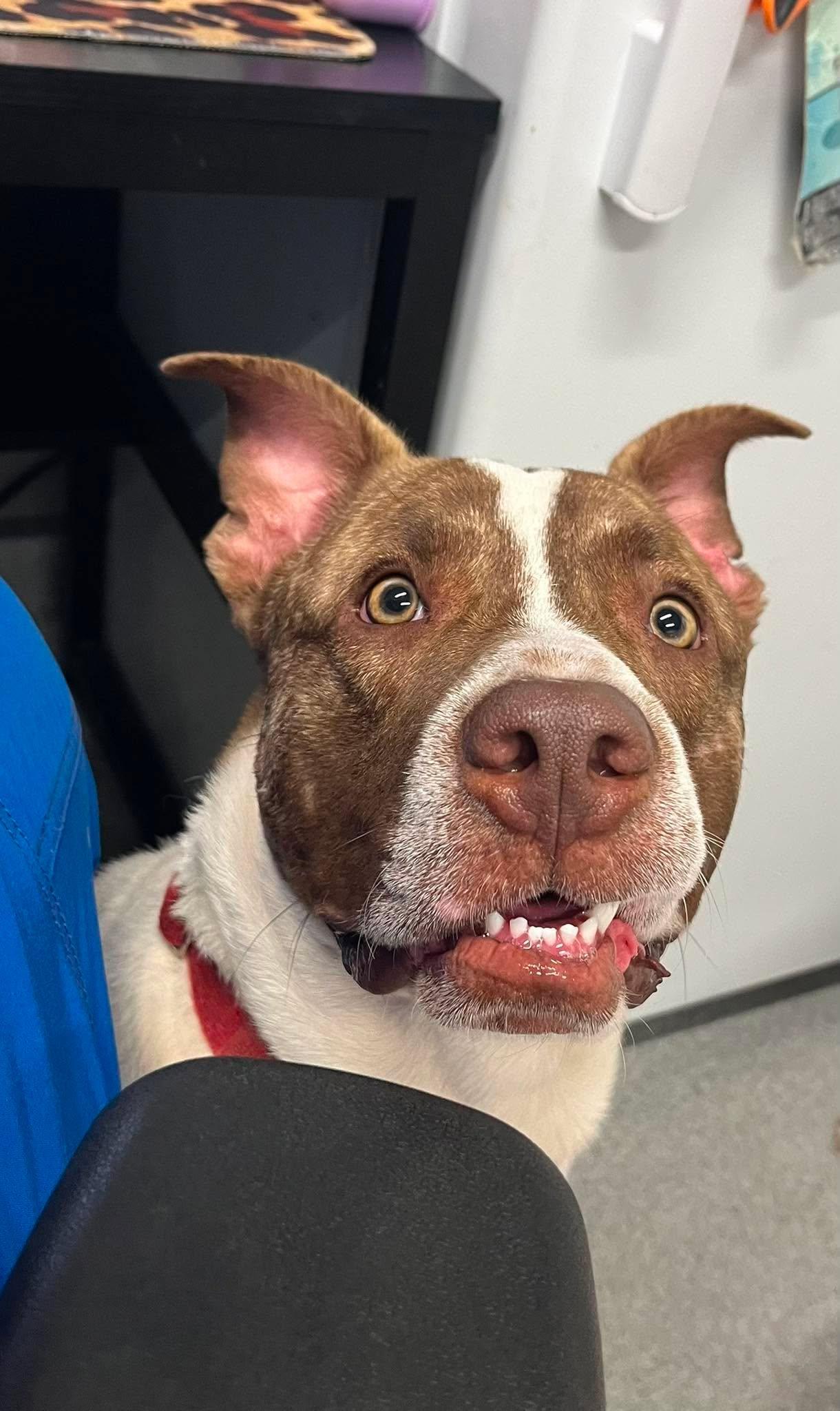 Bear, Adoptable, Adult Male Mixed Breed.