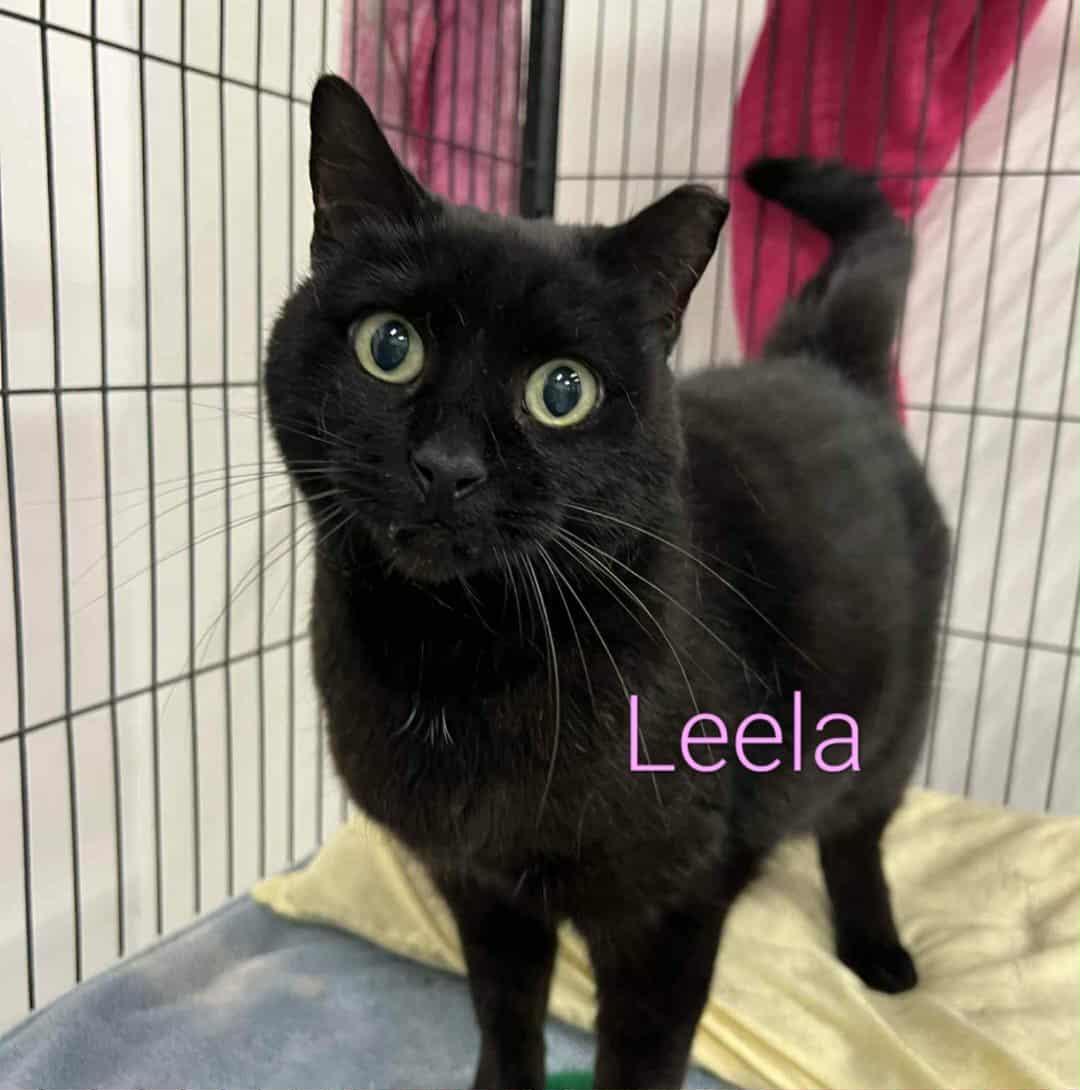 Leela
