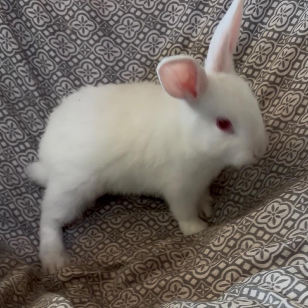 Penelope, Adoptable, Baby Female Bunny Rabbit.