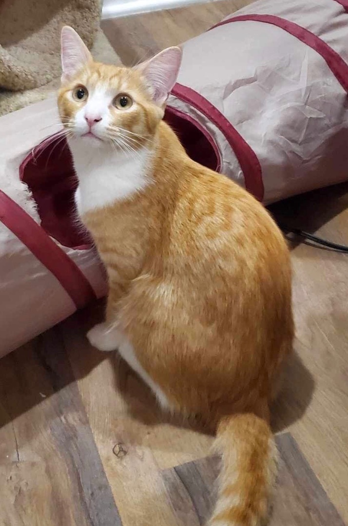 Enlarge Cuddles (bonded to Squeakers), a Adoptable Domestic Short Hair in Los Angeles, CA image 2/6