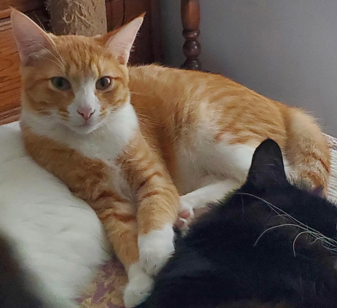 Cuddles (bonded to Squeakers) — thumbnail 3