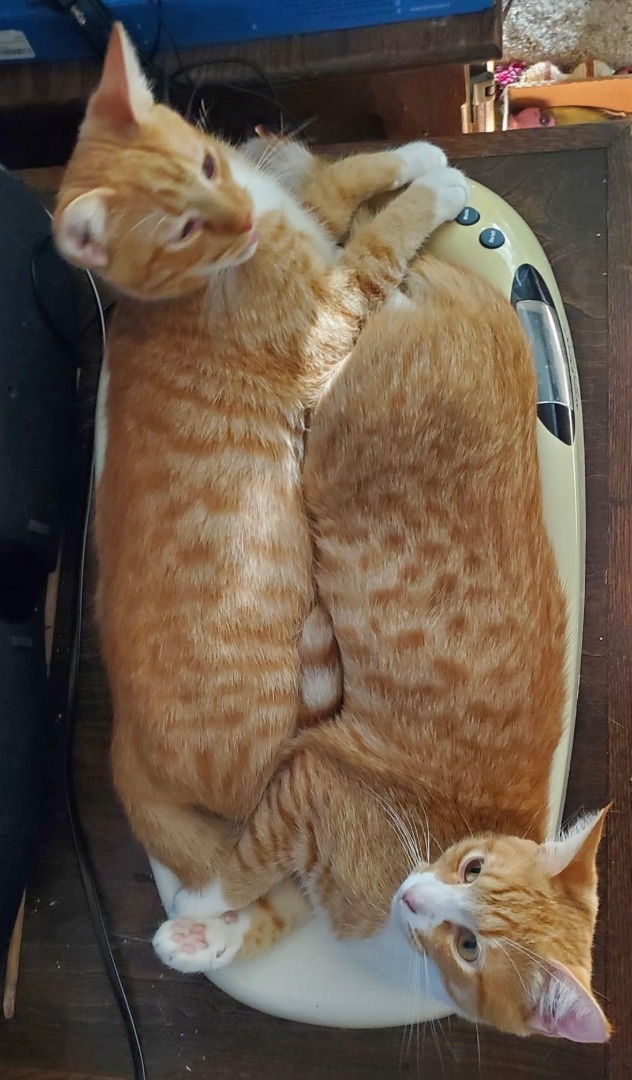 Cuddles (bonded to Squeakers) — thumbnail 4