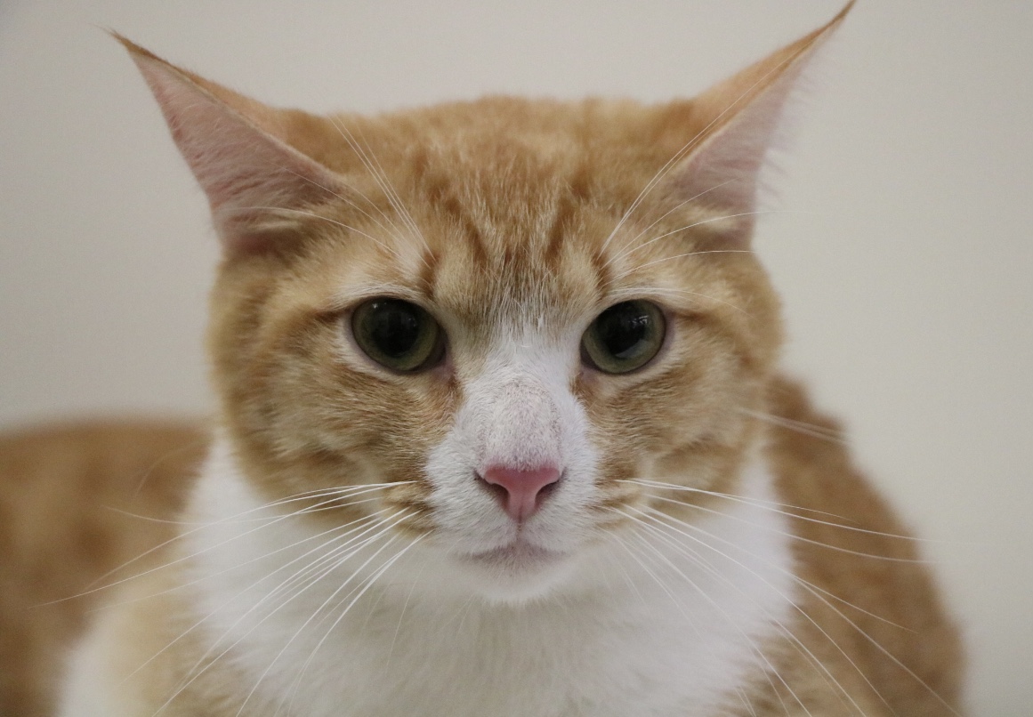 Enlarge Cuddles (bonded to Squeakers), a Adoptable Domestic Short Hair in Los Angeles, CA image 1/6