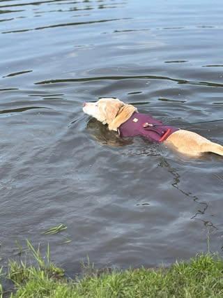 Sugar (bonded with Spice), an adoptable Labrador Retriever in Watertown, WI, 53094 | Photo Image 6