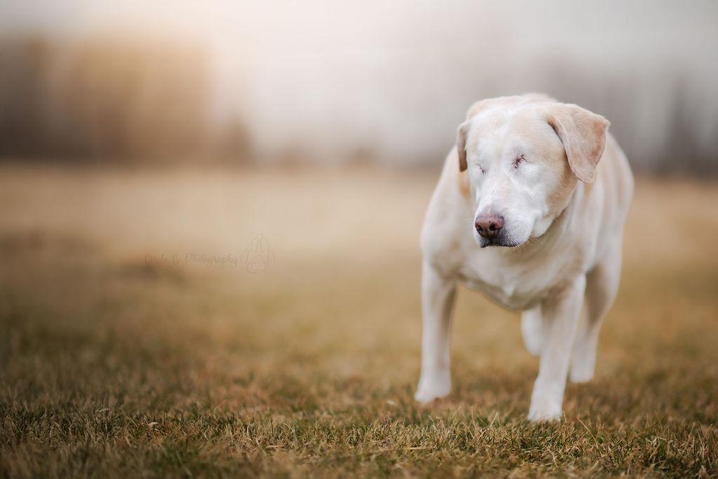 Enlarge Sugar (bonded with Spice), a Adoptable mixed breed in Watertown, WI image 3/5