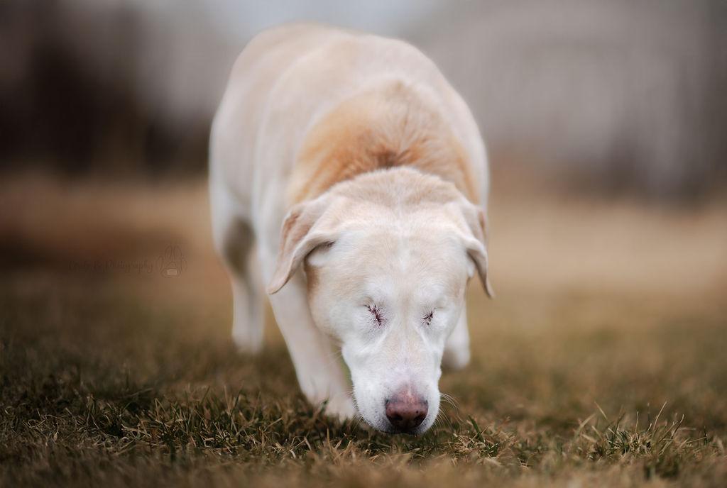 Enlarge Sugar (bonded with Spice), a Adoptable mixed breed in Watertown, WI image 4/5