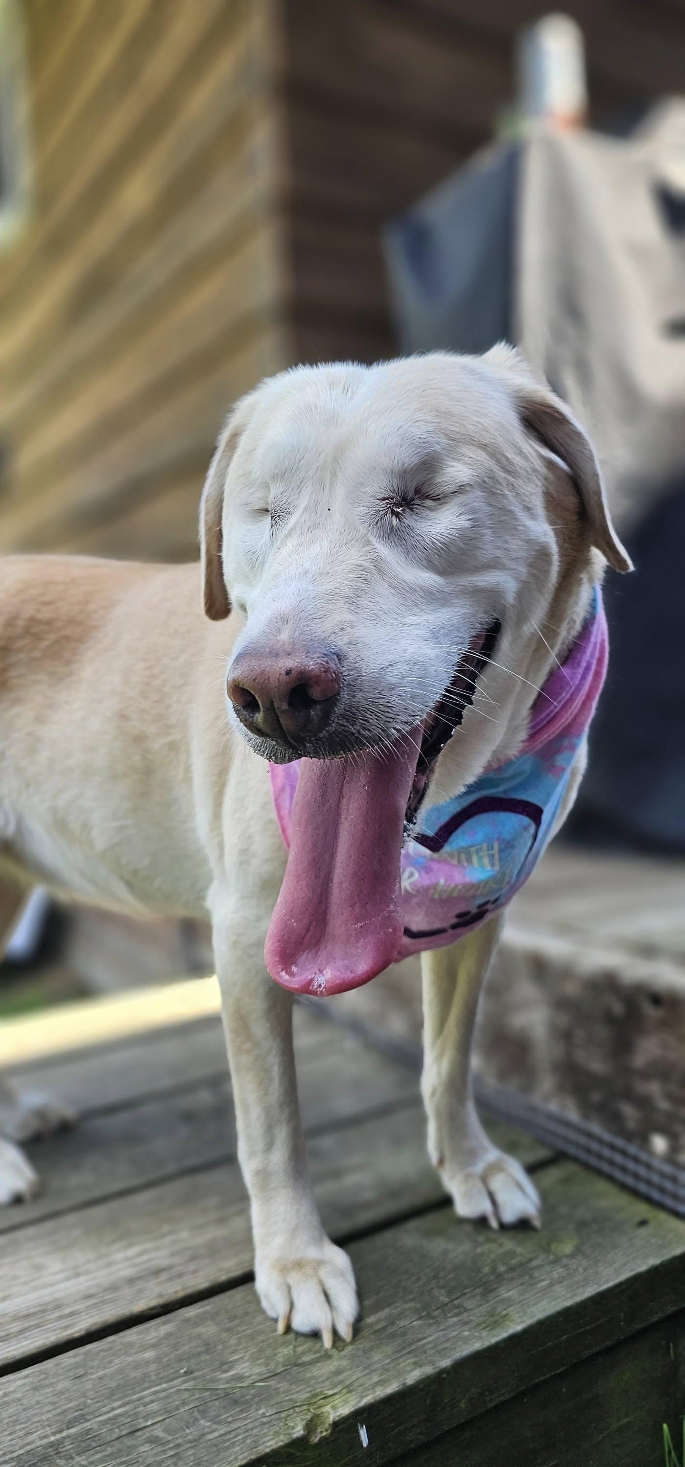 Sugar (bonded with Spice), Adoptable, Senior Female Labrador Retriever.