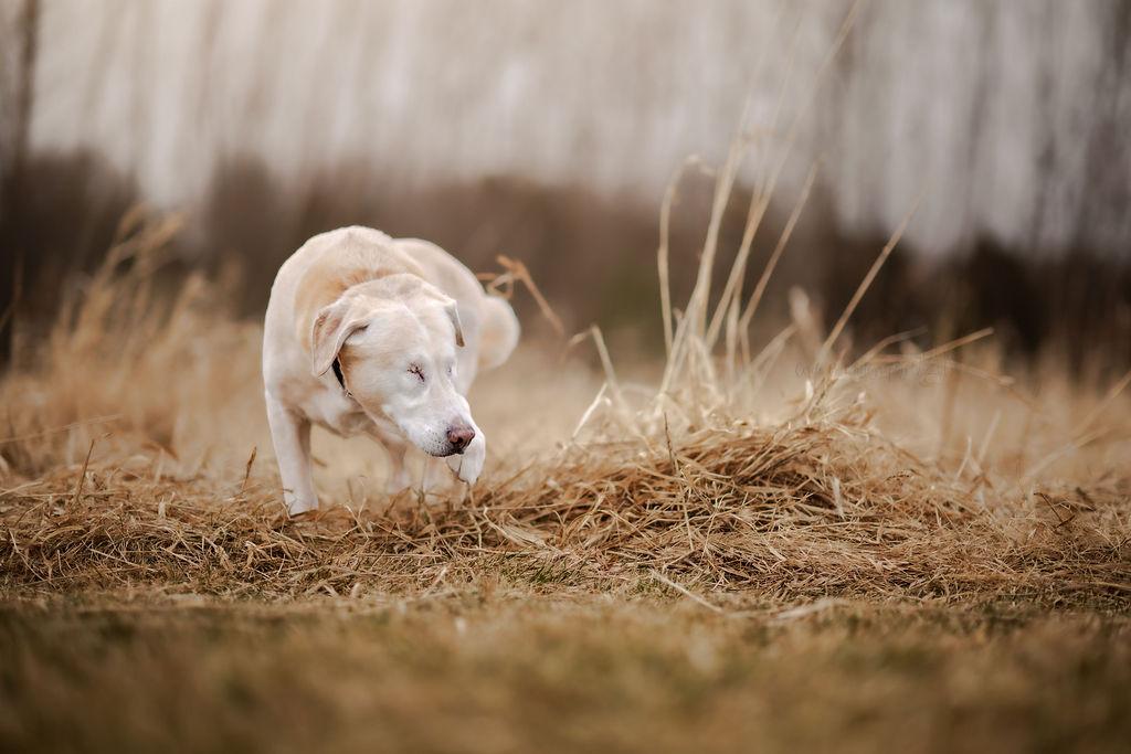Sugar (bonded with Spice), Adoptable, Senior Female Labrador Retriever.