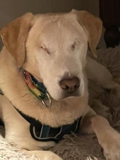 Sugar (bonded with Spice), a Adoptable mixed breed in Watertown, WI image 4/6