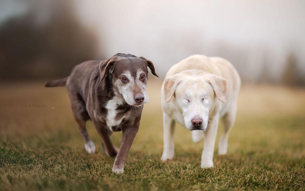 Enlarge Sugar (bonded with Spice), a Adoptable mixed breed in Watertown, WI image 2/5