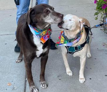 Sugar (bonded with Spice), an adoptable Labrador Retriever in Watertown, WI, 53094 | Photo Image 3