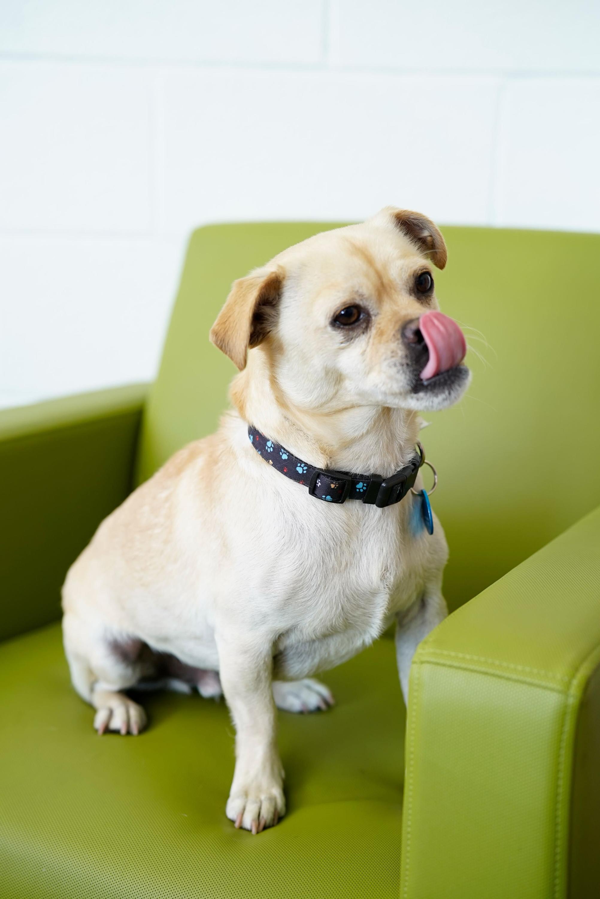 Enlarge Vinny, a ADOPTABLE mixed breed in Pasadena, CA image 5/6