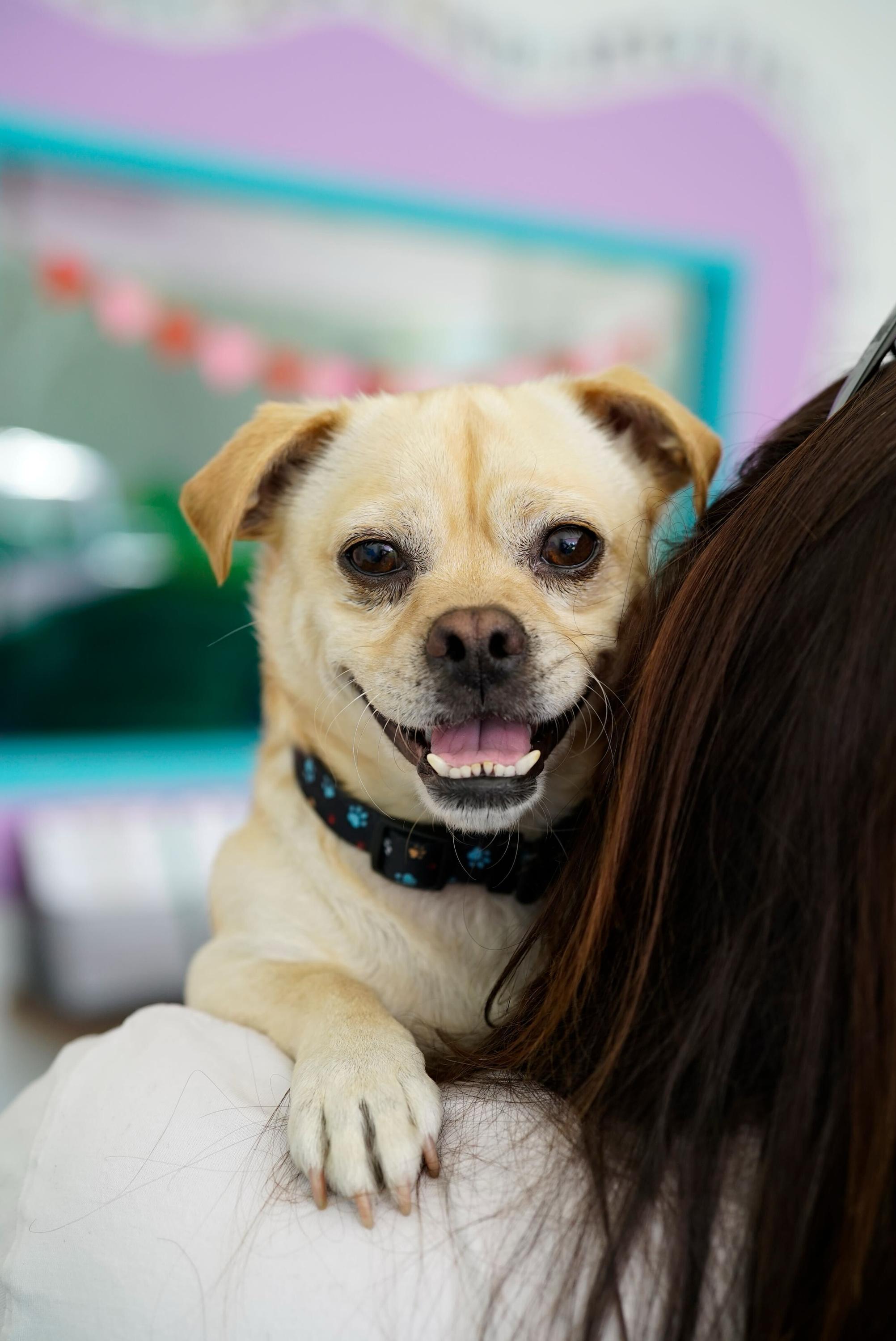 Enlarge Vinny, a ADOPTABLE mixed breed in Pasadena, CA image 3/6