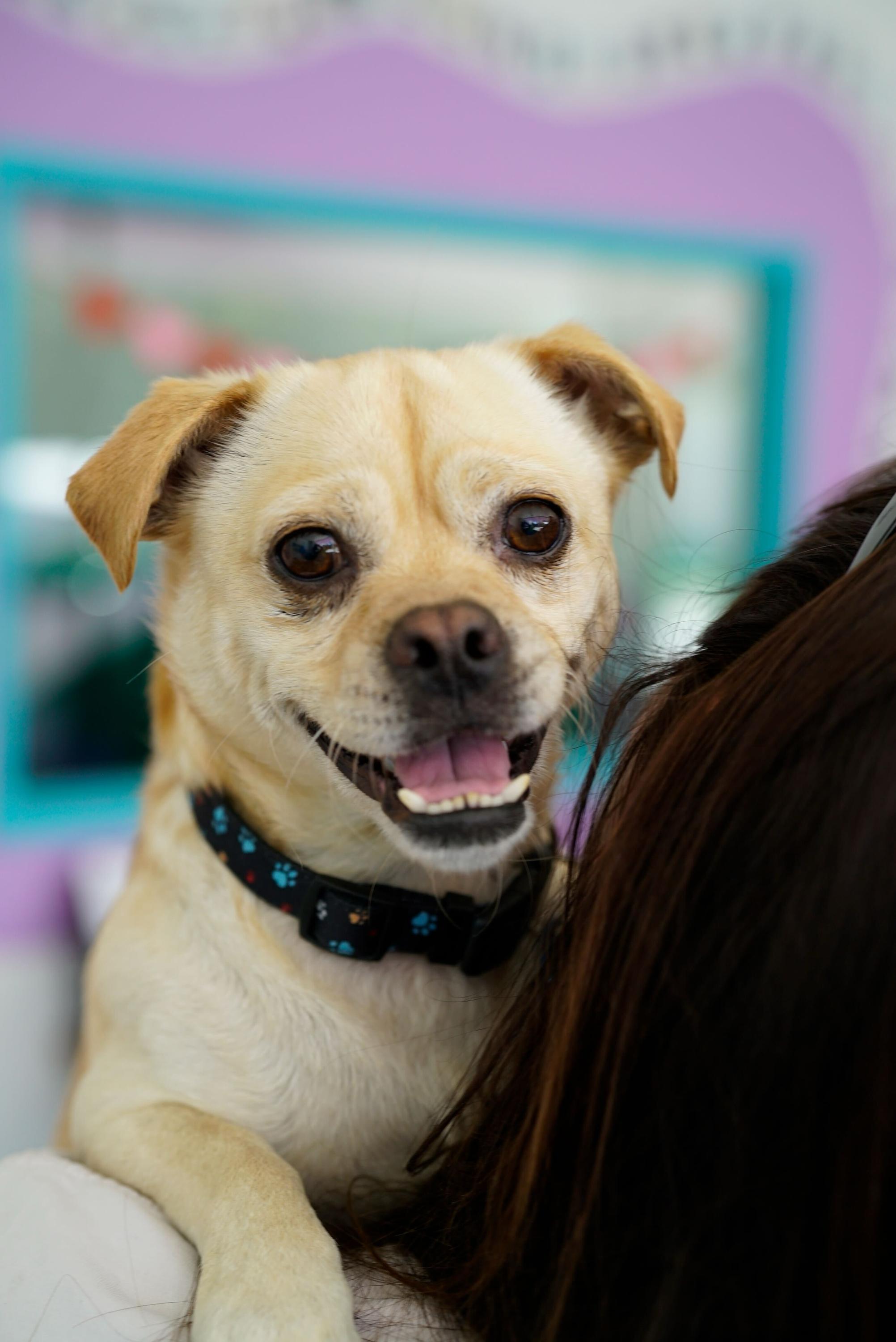 Vinny, ADOPTABLE, Adult Male Pug & Chihuahua.