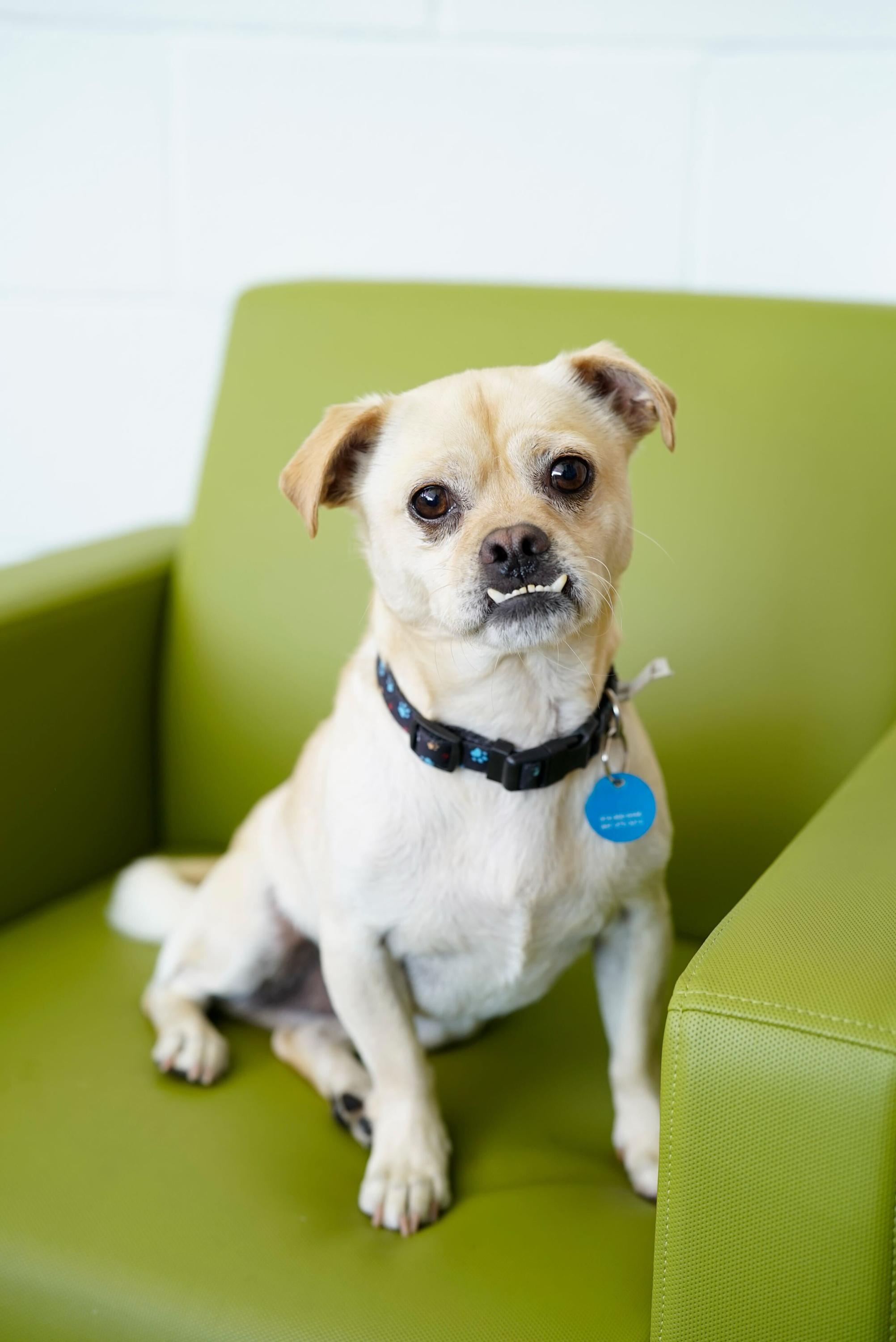 Enlarge Vinny, a ADOPTABLE mixed breed in Pasadena, CA image 4/6