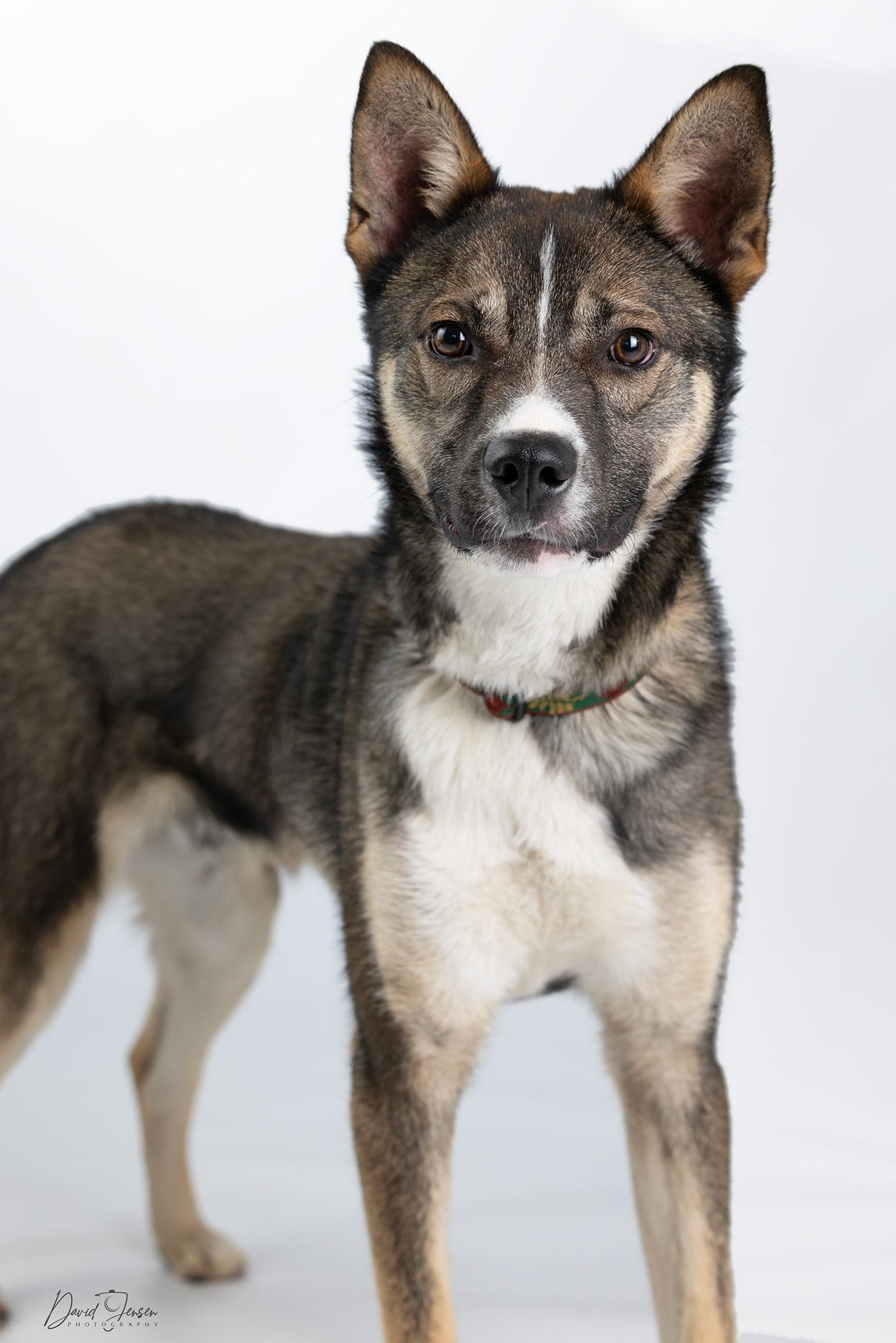Atlas, adoptable, Young Male Husky.