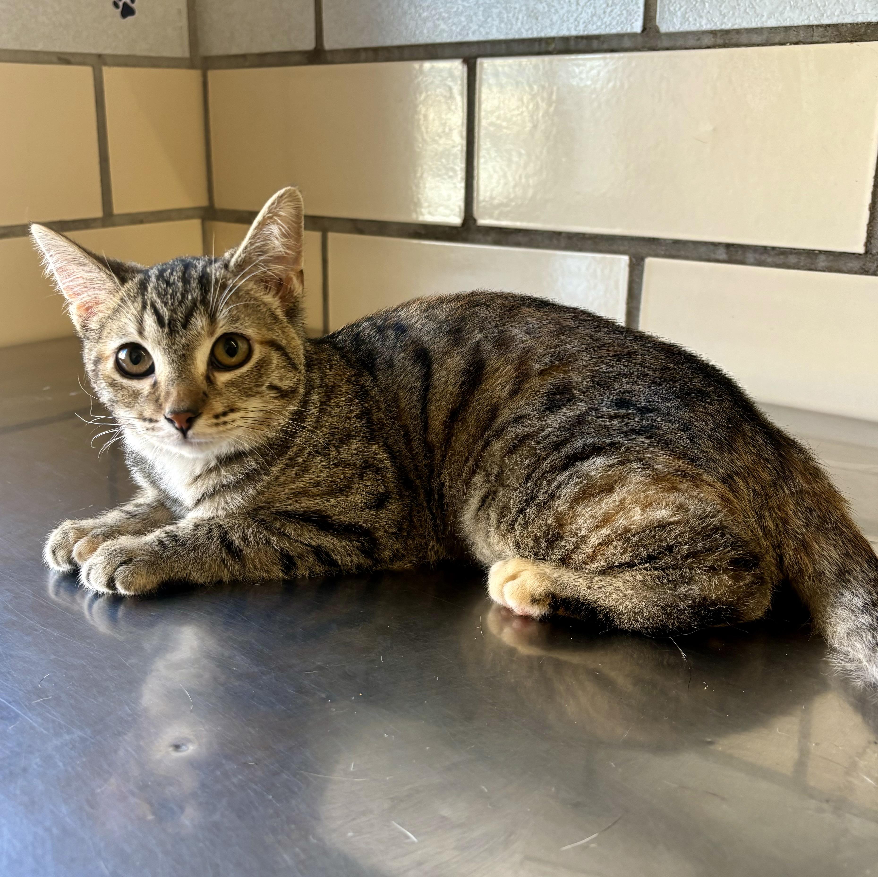 Sushi, an adoptable American Shorthair in Pueblo, CO, 81005 | Photo Image 1